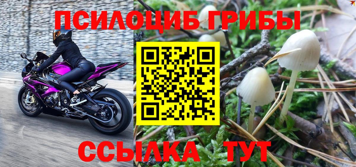 Псилоцибиновые грибы Psilocybine cubensis Уварово